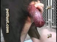 Huge dog dick got masturbated on beastiality porn